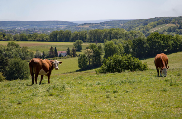 De mooiste plekken in Limburg: van historische steden tot verborgen parels